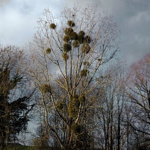 Des arbres et leur parasite sur fond de ciel tumultueux. - Belgique  - collection de photos clin d'oeil, catégorie paysages